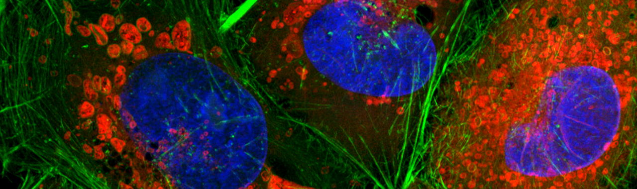 Wie die Mikrofluidik die Zellkultivierung revolutioniert